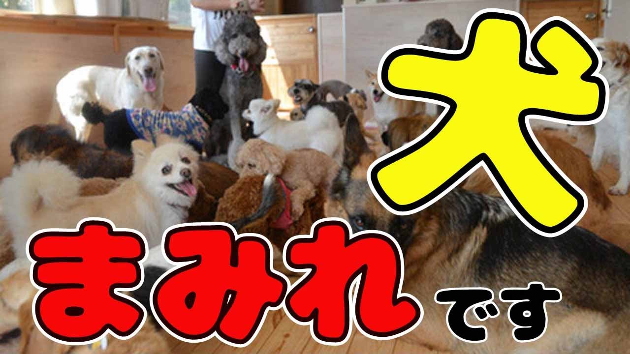 人気犬種ランキング 小型犬・中型犬・大型犬それぞれの1位が揃ったぞ 可愛い犬動画 笑えるおもしろ犬動画